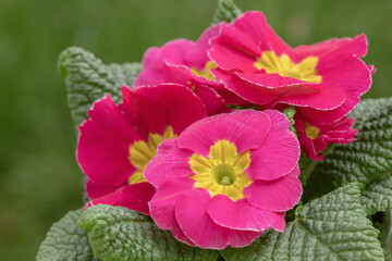 Wall Mural - blooming pink primrose with yellow center. space for your text.