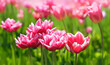 Spring floral nature background. bright pink tulips flowers close up on meadow. blossoming spring season artistic image.