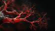 Veins and arteries as the branching of a coral reef, circulatory network