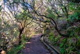 Fototapeta Sawanna - The photo depicts a stone pathway amidst lush vegetation in Madeira, likely part of the levada irrigation system. It's an idyllic spot where nature is untouched and full of tranquility.