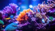 Views of colorful and vibrant underwater life from fish and aquariums