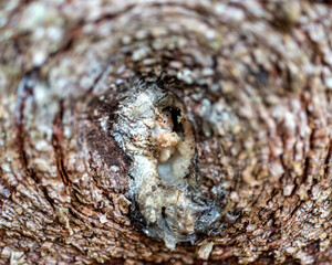 abstract texture, abstract tree growth, old tree trunk, nature prints on wood, suitable for background