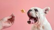 bulldog trying to catch a dog biscuit thrown to her by her owner close-up portrait photographed against a pale pink background