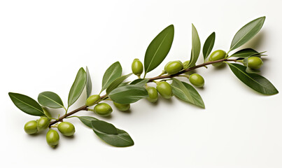 Branch with leaves and berries on a white background.