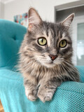 Fototapeta Tulipany - portrait of domestic gray tabby cat