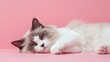 Ragdoll feline spread lethargically eyes half shut on a delicate pink background