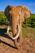 African Elephant in South Africa