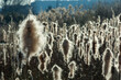 Von der Sonne durchleuchtete Wollknäuel blühender schmalblättriger - oder breitblättriger Rohrkolben verlieren durch leichten Wind ihre Samen