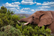 African Elephant eating a tree