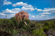 African Elephant eating a bush