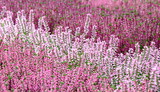 Fototapeta Las - Heather in Burgundy and White, All Saints' Day, Autumn Flowers, Banner	