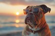 dog on the beach, english bulldog puppy, english bulldog portrait