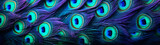 Fototapeta Las - Macro texture of vibrant peacock feathers with iridescent eyespots.