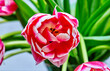  an open tulip bud pink peony columbus