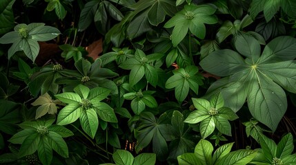 Wall Mural - podophyllum peltatum. in nature amongst leaves and trees