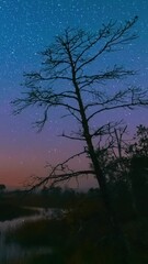 Wall Mural - Yelnya Swamp Nature Landscape. Night Starry Sky Milky Way Galaxy With Glowing Stars And Moon. Famous Natural Landmark Time Lapse Time-Lapse Nature Marsh Hyperlapse. Night Sky Reflection In Water.