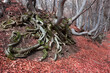 The weird beech trees of mount Demerdji, Crimea PtIII