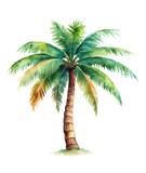 Fototapeta Desenie - coconut palm tree watercolor illustration of a tree.