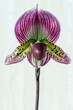 Paphiopedilum Red Ruby Stone 'Akagi', a slipper orchid with dramatic coloring