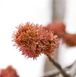 female flowers of sugar maple or silver maple Acer saccharum