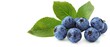   Blueberries on a white surface with a green leaf above them