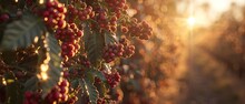   A Close-up Of Juicy Berries Hanging From A Tree, With The Sunlight Filtering Through The Foliage Above And Illuminating The Background