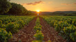 Autonomous Agricultural Robot Working in a Crop Field at Sunset.