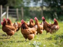 Group Of Seven Free Range Hens Standing On Grass Looking At Camera. Hens Mostly Brown With Some Black, White Feathers. They Have Red Combs, Wattles. Background Blur Of Green Grass, Trees.