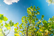 © Bento - Green leaves on a tree branch infront of a sky View