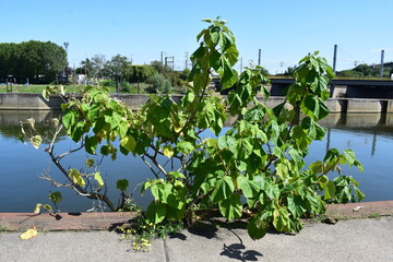 Sticker - tree at the river