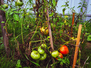 green and red tomatoes growing in a russian greenhouse