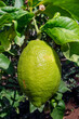 Lemon tree showing mature large green fruit with waxy peel and fresh green leaves, fresh citrus with multiple uses both culinary and non-culinary and health benefits offered by their nutritional value