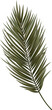 Tropic Leaf Palm