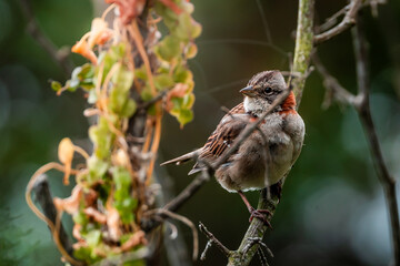 Canvas Print - Adorable rufous-collared sparrow bird perched on a tree branch