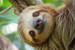 A hilarious close-up of a sleepy sloth with a goofy expression