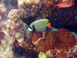 Wall Mural - Angel fish of the red sea