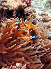 Wall Mural - Clown fish from the red sea