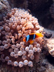 Wall Mural - Red sea clown fish