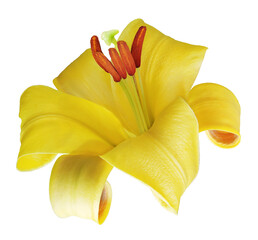 Yellow flower  lily  on isolated background with clipping path.  Closeup. For design. Transparent background.  Nature.