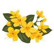 simple illustration several Yellow jessamine flowers on a white background