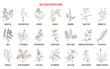 © foxyliam - Best natural blood purifiers. Hand drawn collection of medicinal plants and herbs