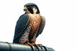 Peregrine Falcon (falco peregrinus) - captive bird with isolated white background, generative ai