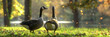 Cute ducks standing on the grassy ground near the lake,A flock of amazing ducks around a lake, Geese are standing in a field with the word goose on the back.


