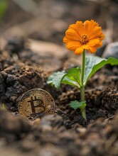 A close-up of a Bitcoin partially buried in the soil with a young flower sprouting through it, symbolizing new growth from digital investments