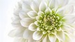 Elegant Floral Closeup of Soft White Dahlia Bloom with Intricate Petals and Green Center