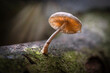 Mushroom on a fallen tree in the autumn sun.