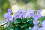 Fototapeta Desenie - 日本の春に咲く可愛いすみれの花 タチツボスミレ