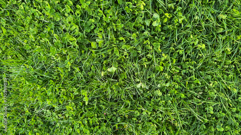 Verdant clover and grass texture top view. Lush green field, spring ...