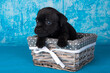 American Staffordshire Bull Terrier dogs puppy in a basket blue background