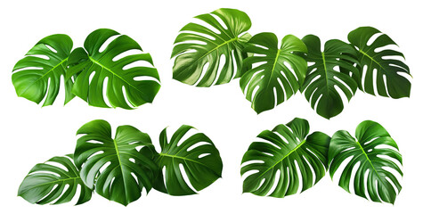Wall Mural - Set of green monstera leaves, cut out